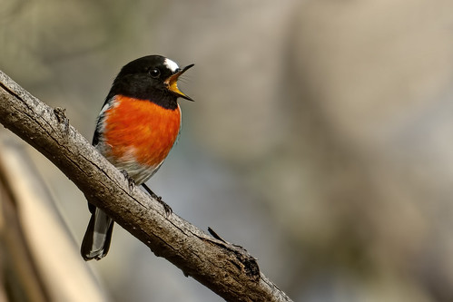Scarlet Robin 2012-04-01 (re-processed) (_MG_5514)