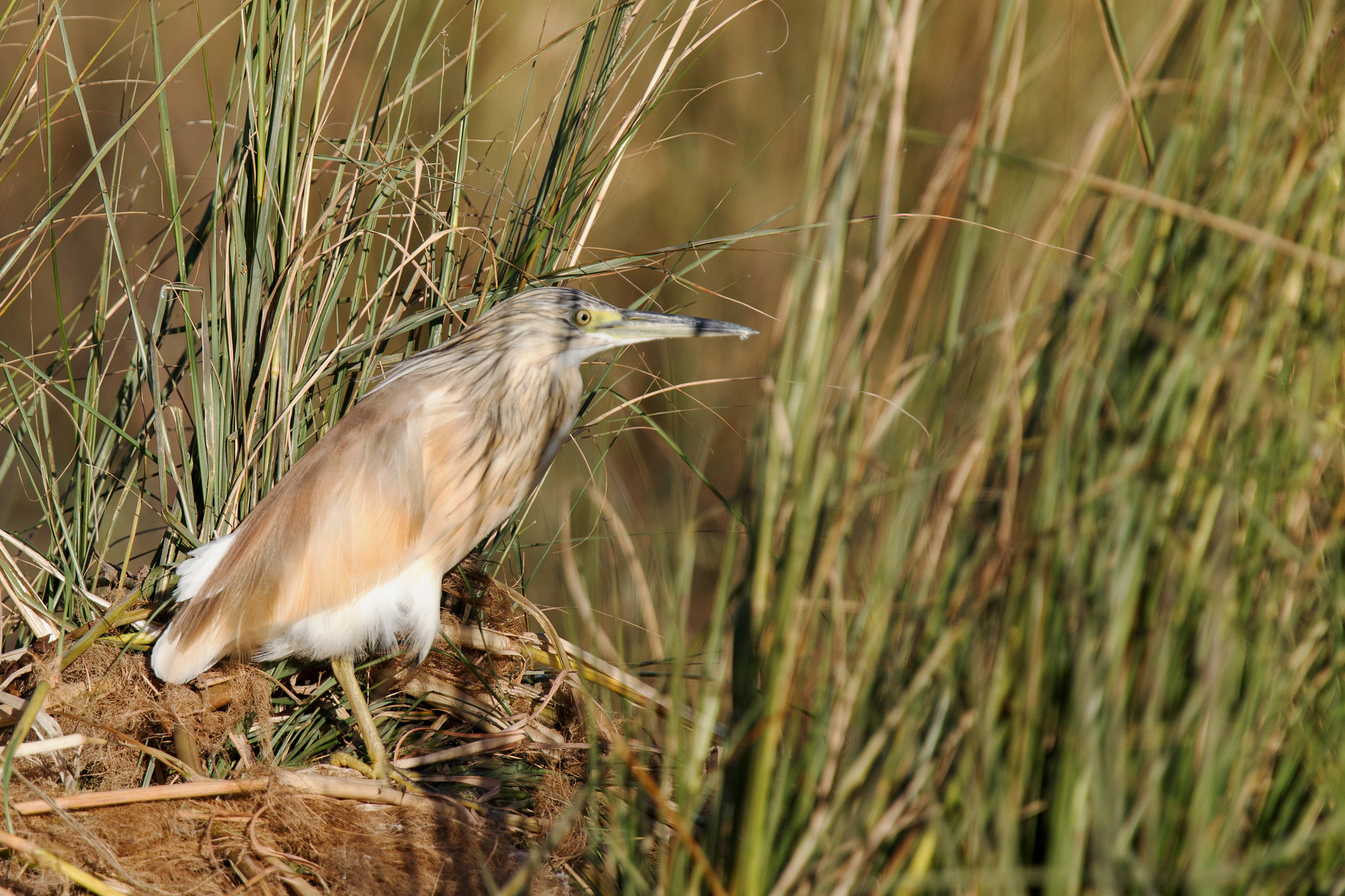 Sqacco Heron - Botswana