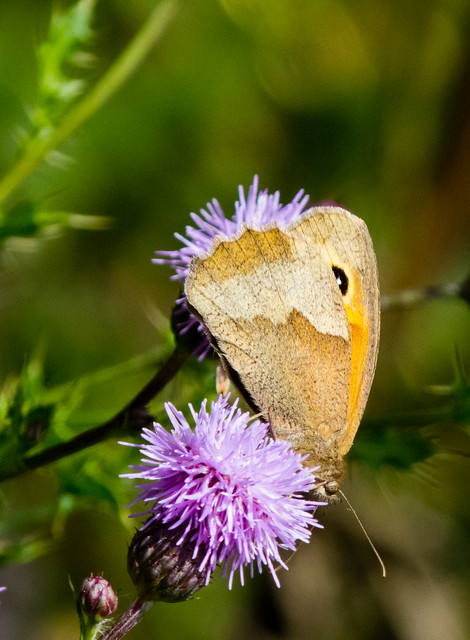 Meadow brown on thistle flower