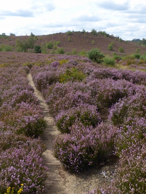 Crossing Thorsley Common Milford to Haslemere walk