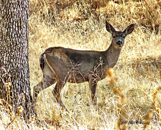 Black-tailed Deer 0127