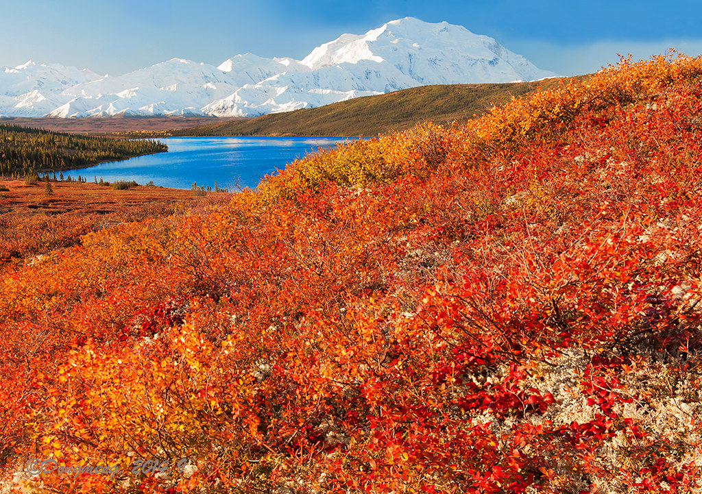 Alaska (2014) Denali NP The color of fall | Field of tundra … | Flickr