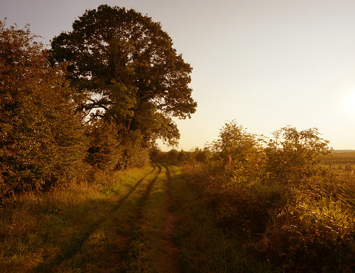 trees sunset summer rural countryside warm track country norfolk lane farmtrack