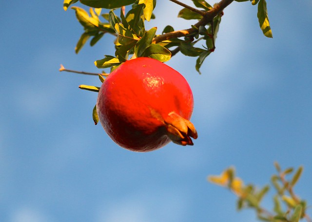 <<>> Ripe • Pomegranate • Against • The • Sky <<>> The Golden Hour <<>>