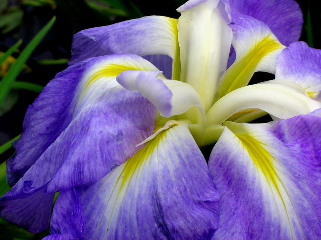 Iris bleu double...