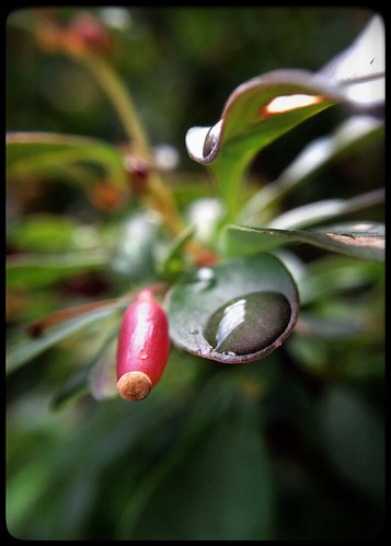 Young Barberry in Rain