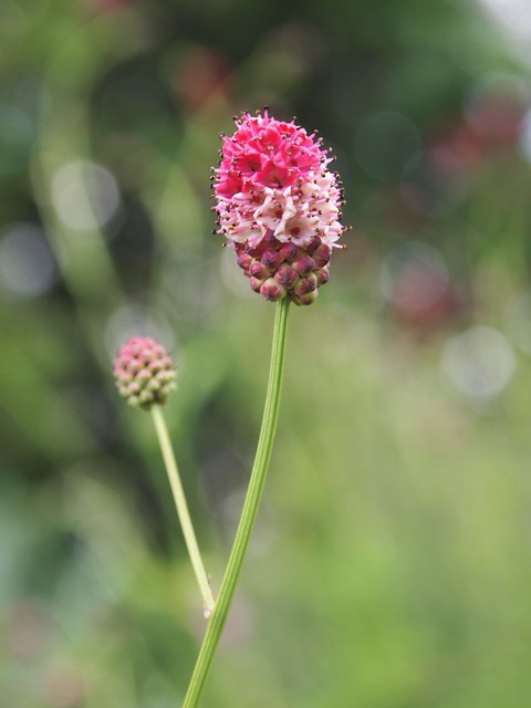 Burnet flower