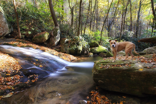 fotodioxwonderpana trevor tokina1628f28 canoneos6d dog rescue northcarolina poser creek stream waterfall slide leaves fall autumn wideangle