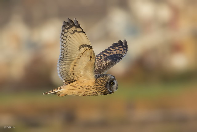 Short-eared Owl / Hibou des marais