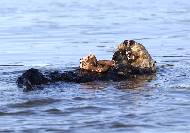 mama sea otter with gooseneck barnacles