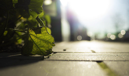 City nature emerged | by Goodtime NL