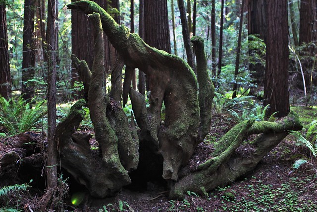 Armstrong Redwoods Californoa