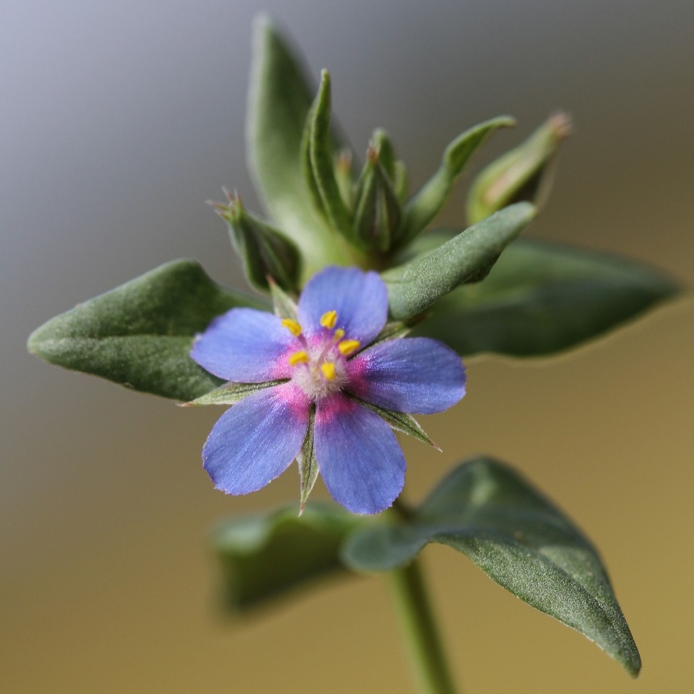 Mouron bleu (Lysimachia foemina)