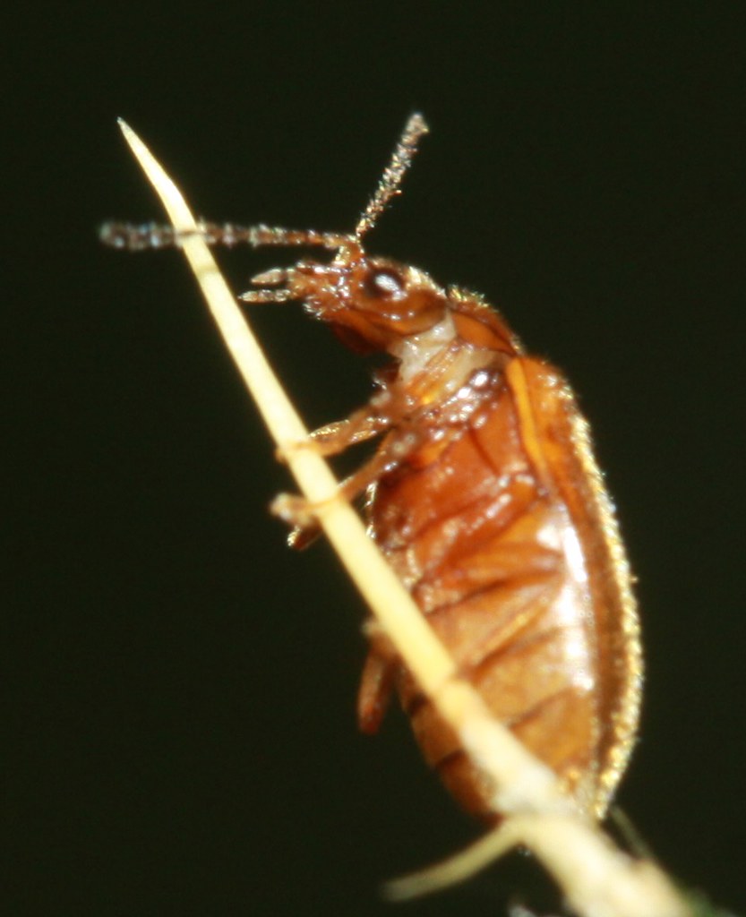 beetle indet (3|)