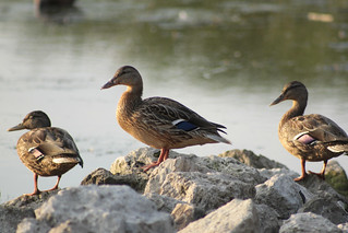 Ducks on the Rocks 08092014