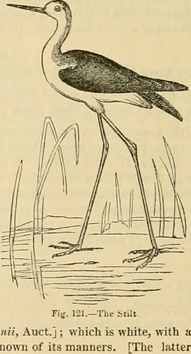 Paternoster