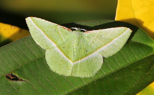 Emerald Moth - Dichorda illustraria