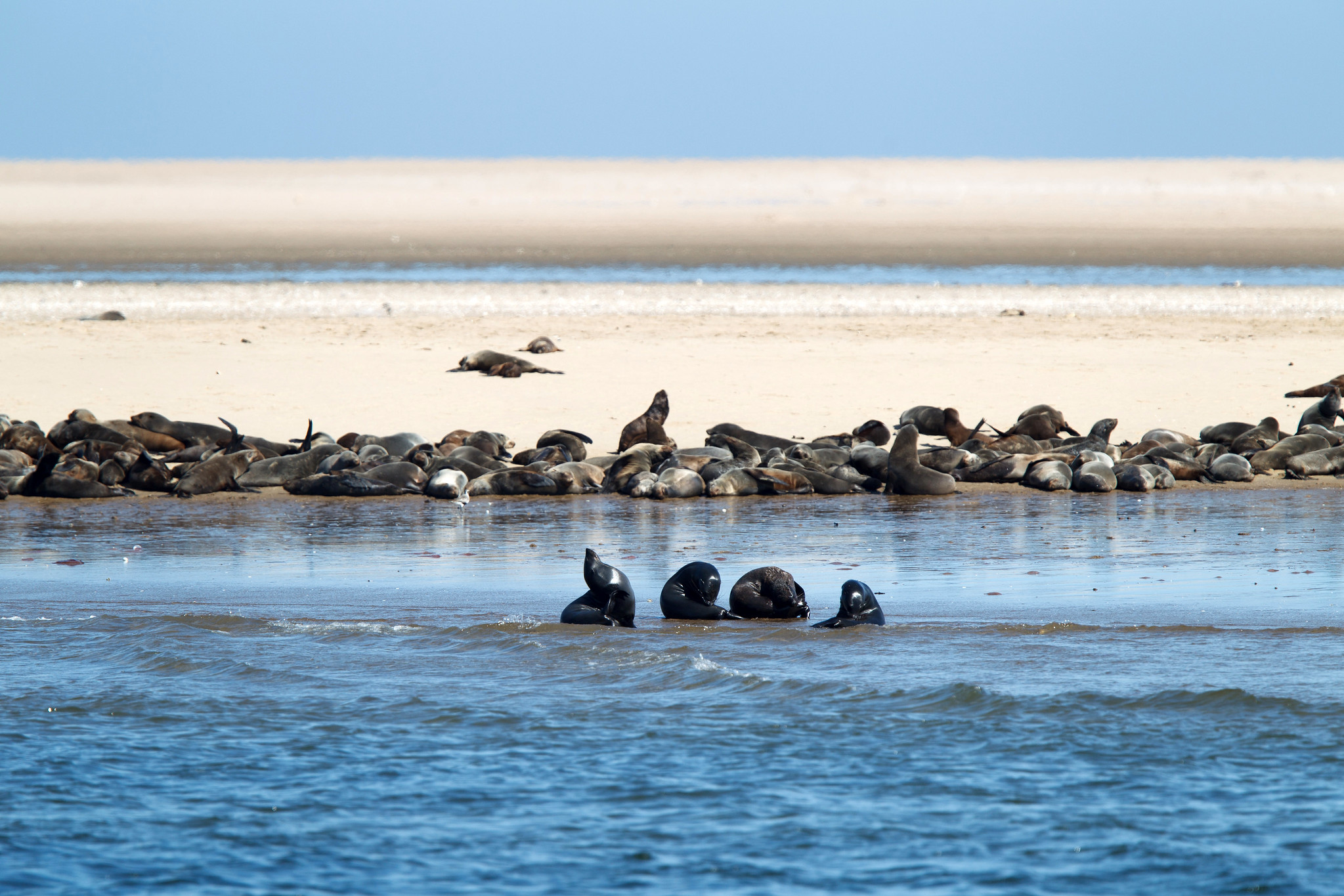 Sea lion colony - Namibia
