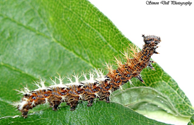 comma caterpillar metamorphosis