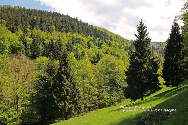 Black Forest, Schwarzwaldhochstraße, Gertelbach Wasserfälle