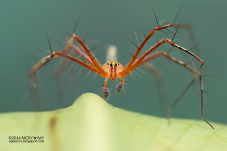 Lynx spider (Oxyopes sp.) - DSC_4244