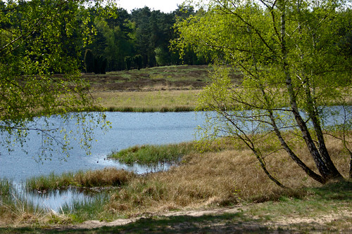 lake nature landscape see natur cedar heath landschaft heide wacholder