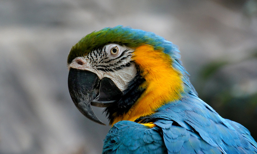 10 Most Beautiful parrots on Earth