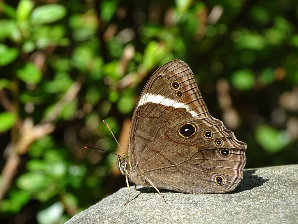 Straight-banded Tree brown Butterfly (Flickr blog - Wildlife Wednesday: Butterfly wings 8/21/2014)