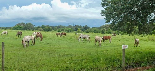 horses panorama rescue landscape florida grazing
