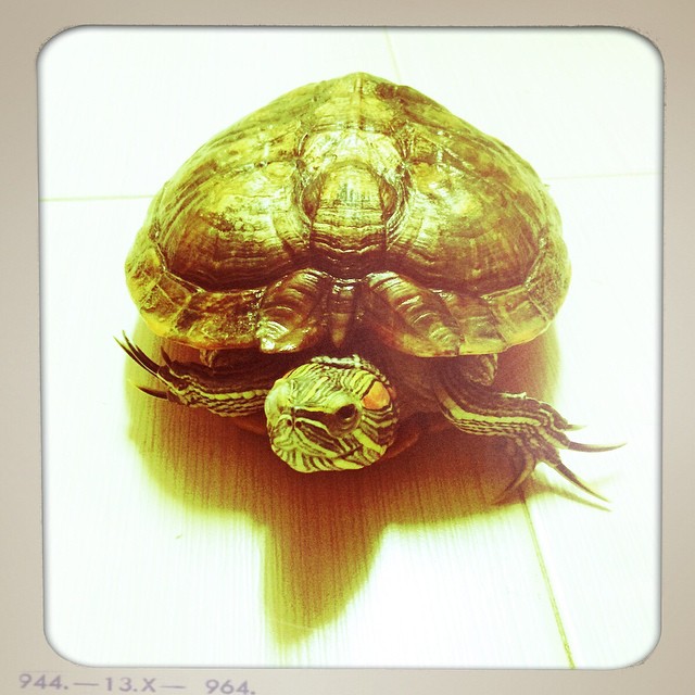 You have your cats and dogs that follow you; I have my wugui!!  #turtle #pet #golden