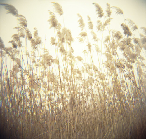 120 film grass diana f marsh portra piermont