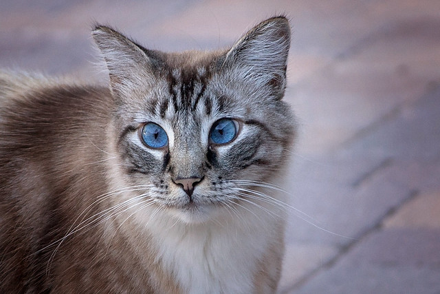 Blue eyed Thomas