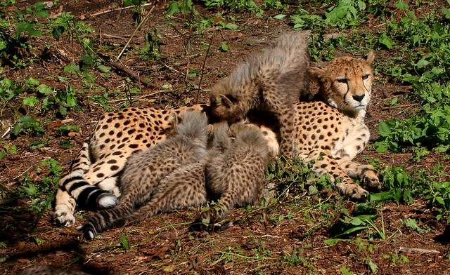 Cheetah & Her Cubs