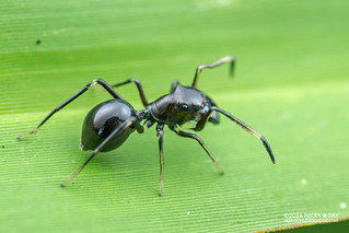 Ant-mimic jumping spider (Myrmarachne sp.) - DSC_4061