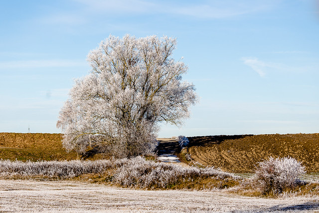 The frosty tree