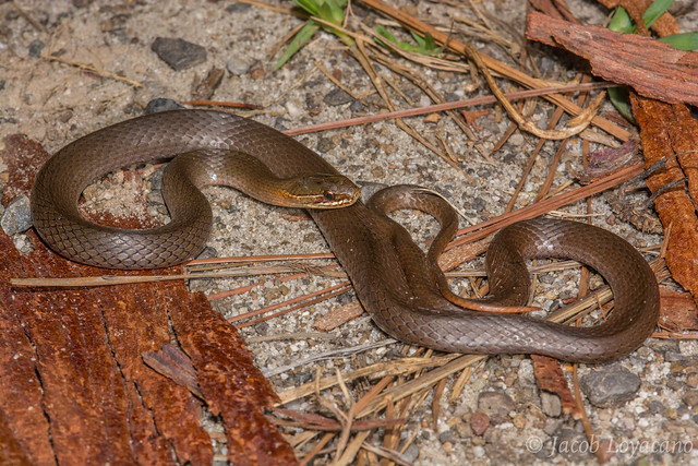 Marsh Snake (Hemiaspis signata)