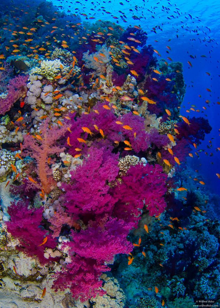 Thomas Reef