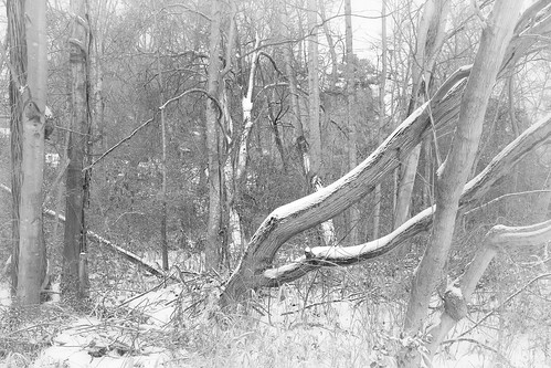 winter january woods snow landscape gastonia northcarolina inmybackyard dorameulman outdoor trees monochrome blackandwhite