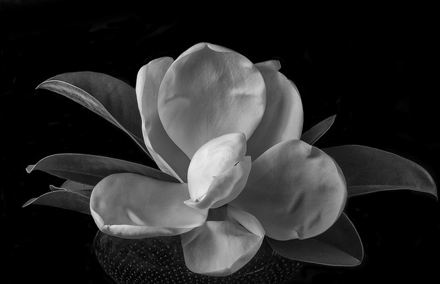 Magnolia Blossom In A Blue Bowl - Black and White