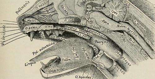 Image from page 340 of "Anatomical technology as applied to the domestic cat; an introduction to human, veterinary, and comparative anatomy" (1882)