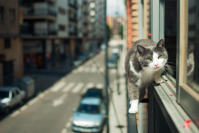 Tightrope walker cat