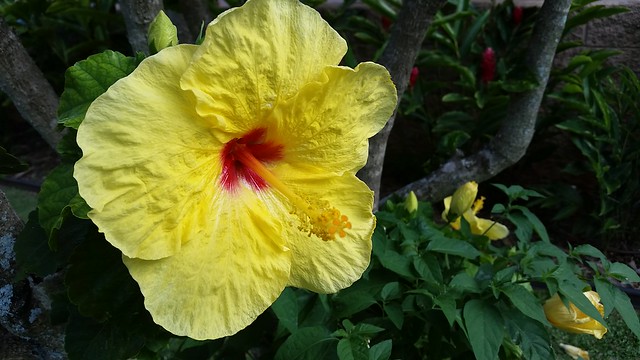 Hibiscus hybrid on the grounds of the Napili Kai resort.