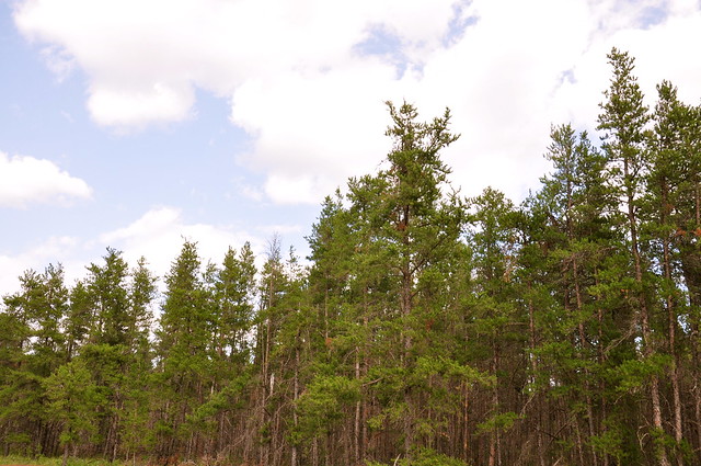 SANDILANDS PROVINCIAL FOREST Manitoba CANADA