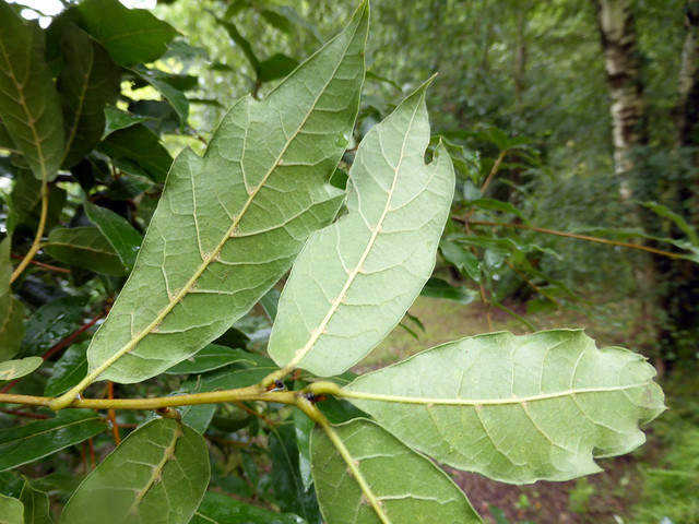 Quercus laurina Humb. & Bonpl. 1809 (FAGACEAE)