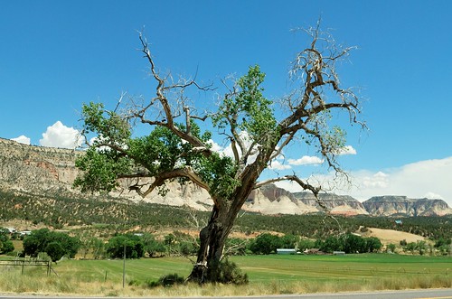 tree beauty utah perfect view zion orderville