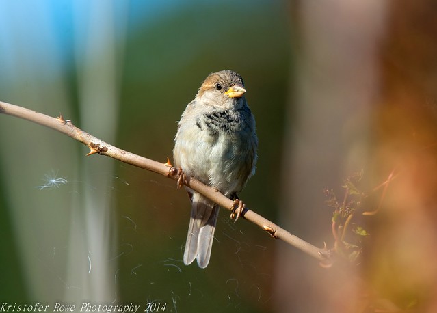 House Sparrow 2 9_22