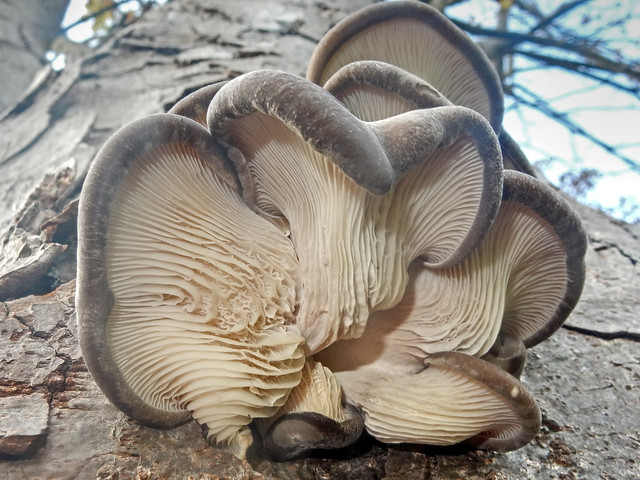 Young Oyster Mushrooms from below