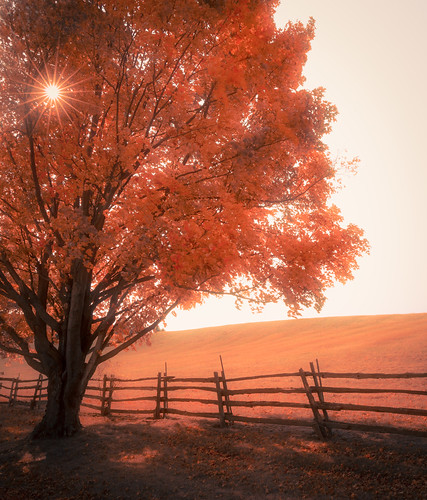 autumn landscape tree vermont shelburne sunflare fence pasture sun foliage fall orange red unitedstates us