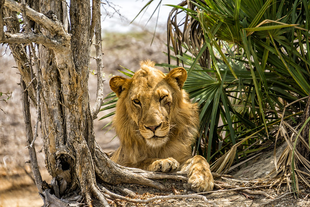 Löwe unter einer Palme im Selous National Park