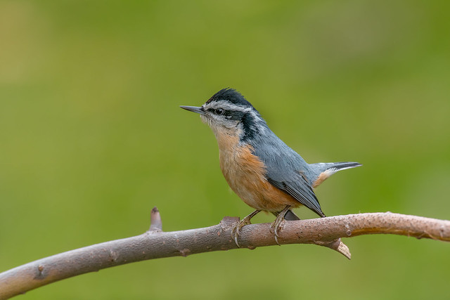 Red breasted Nuthatch